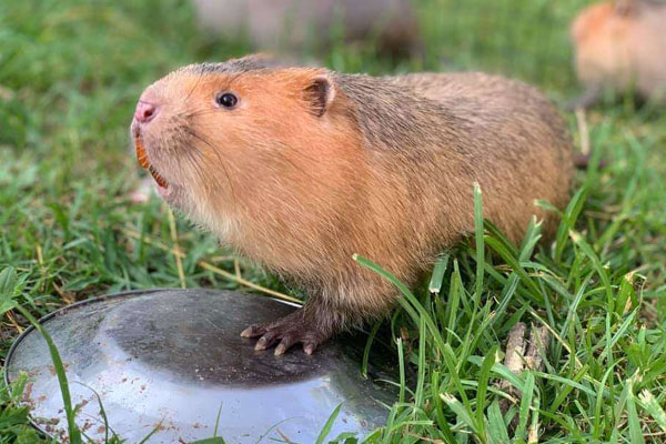 Giá xăng sau Tết sẽ ra sao?-2