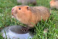 Loại chuột “khổng lồ” giá bán 800.000 đồng/kg, có bao nhiêu cũng bán hết