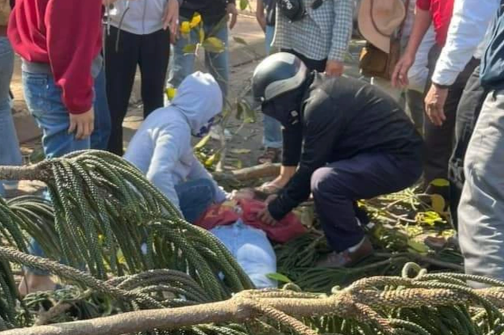 Cô gái bán hoa dịp valentine ở vỉa hè bị cây đổ đè trúng-2