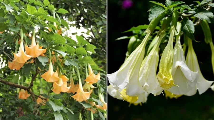 7 loại hoa đẹp nhưng trồng trong nhà mang lại xui xẻo-1