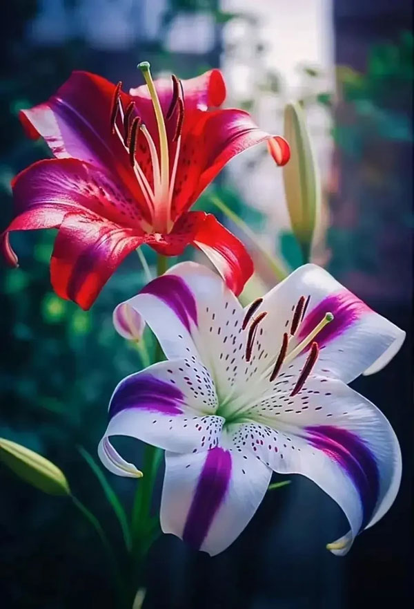 Tháng 2, 4 con giáp gặp quý nhân, sự nghiệp lên như diều gặp gió, đếm tiền mềm tay-1