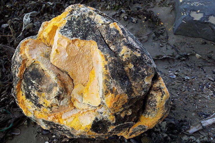 Báu vật” thường dạt vào bờ biển, trông như hòn đá nhưng có giá đắt hơn vàng-2