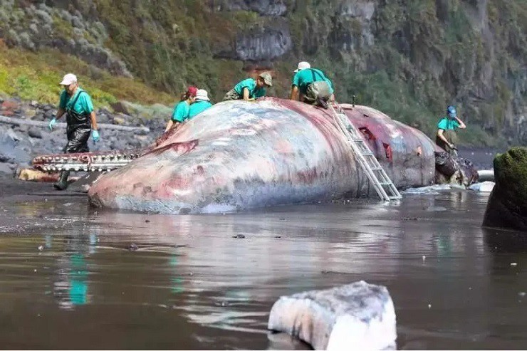 Báu vật” thường dạt vào bờ biển, trông như hòn đá nhưng có giá đắt hơn vàng-3