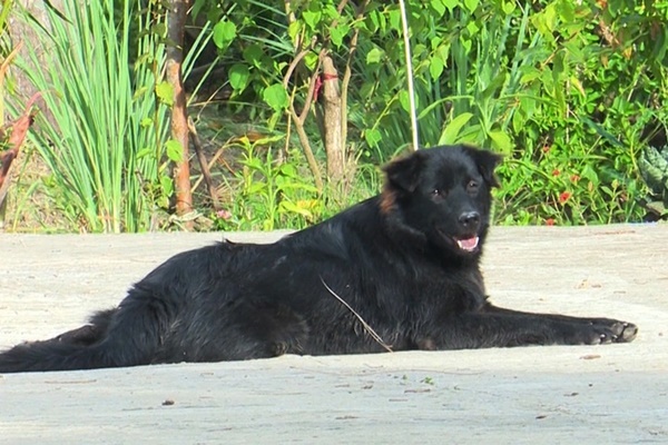 Cà Mau: Chủ quán thịt chó tử vong do bệnh dại-1