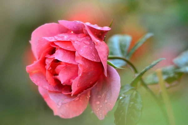 Tử vi ngày 16/2/2024: Tuổi Thìn khẳng định uy tín, tuổi Tuất thăng tiến không ngừng-3