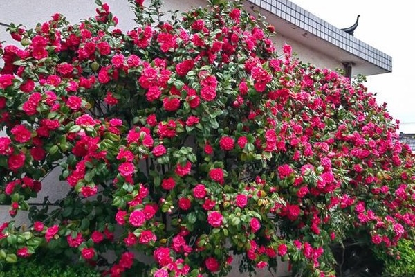 3 chậu hoa cây cảnh cát tường thắp hương vía thần tài giúp khai mở kho vàng, đón lộc cả năm-4