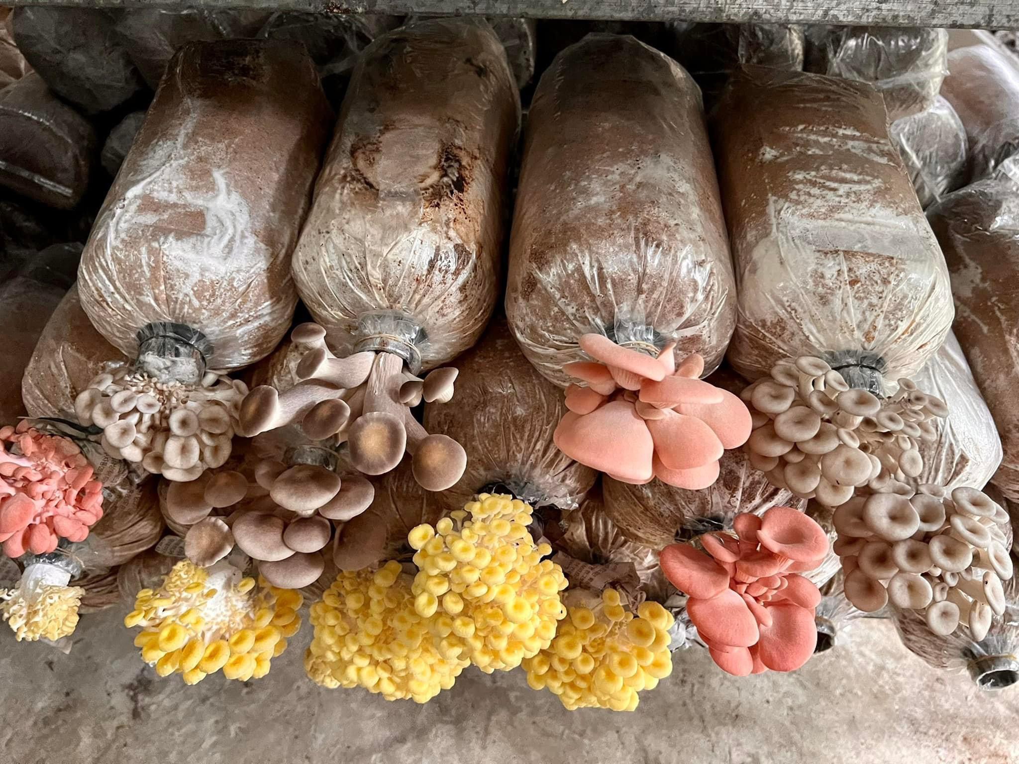 Mạnh dạn bỏ việc về nhà trồng cây này, 9x Bến Tre thu lãi 20 triệu/tháng-2