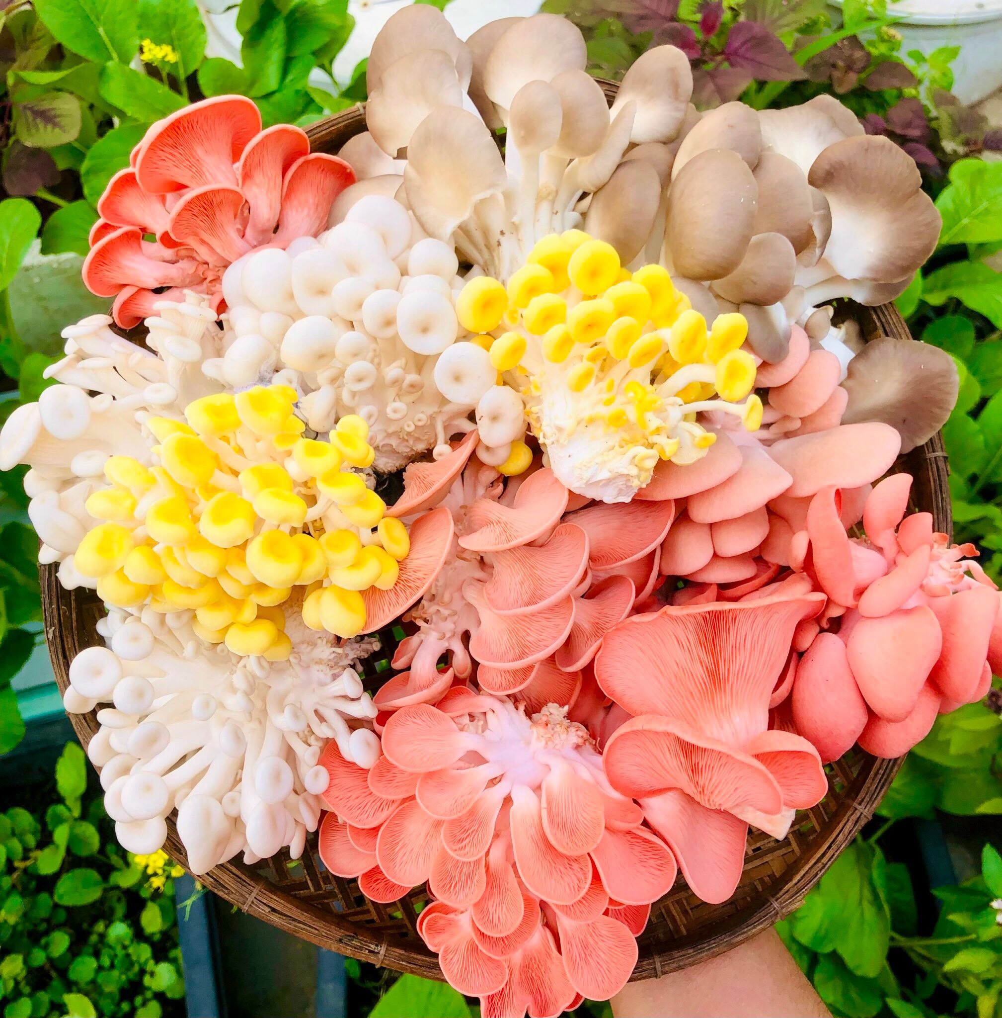 Mạnh dạn bỏ việc về nhà trồng cây này, 9x Bến Tre thu lãi 20 triệu/tháng-3