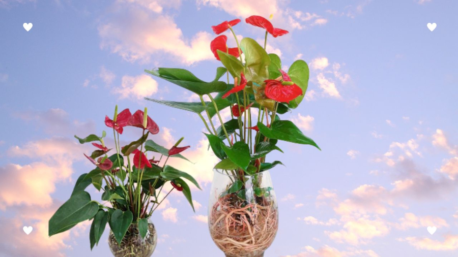 3 chậu hoa cây cảnh cát tường thắp hương vía thần tài giúp khai mở kho vàng, đón lộc cả năm-1