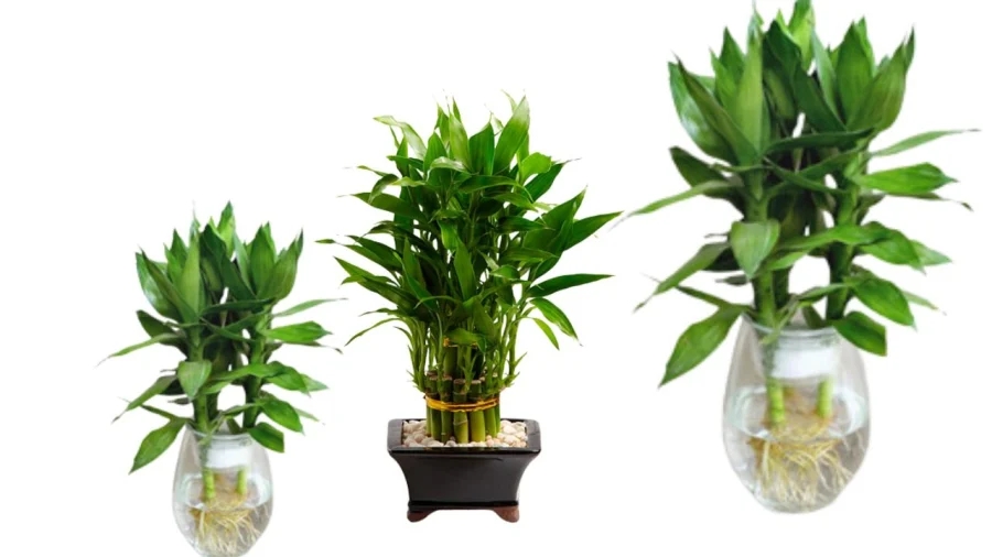 3 chậu hoa cây cảnh cát tường thắp hương vía thần tài giúp khai mở kho vàng, đón lộc cả năm-2