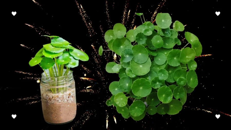 3 chậu hoa cây cảnh cát tường thắp hương vía thần tài giúp khai mở kho vàng, đón lộc cả năm-3