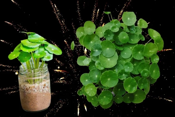 Trồng hoa giấy chỉ tưới nước lã bảo sao cây toàn lá, thêm thứ này hoa bung nở quanh năm-3