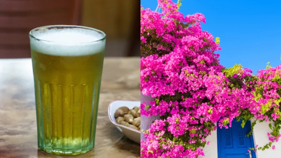 Trồng hoa giấy chỉ tưới nước lã bảo sao cây toàn lá, thêm thứ này hoa bung nở quanh năm-1