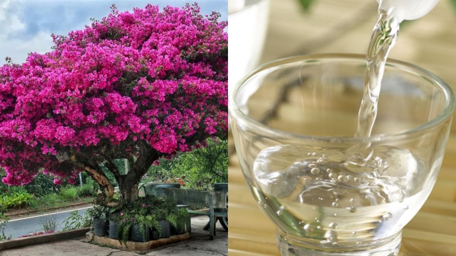 Trồng hoa giấy chỉ tưới nước lã bảo sao cây toàn lá, thêm thứ này hoa bung nở quanh năm-2