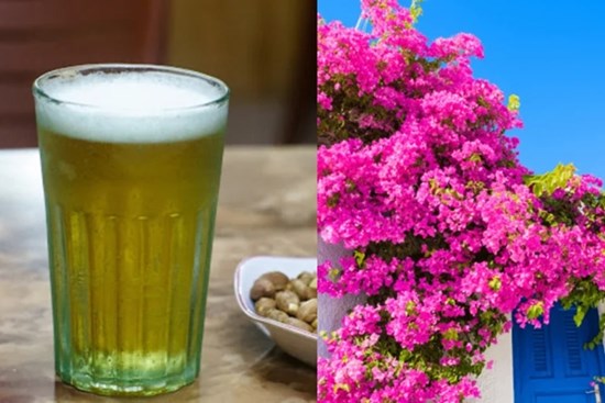 Trồng hoa giấy chỉ tưới nước lã bảo sao cây toàn lá, thêm thứ này hoa bung nở quanh năm