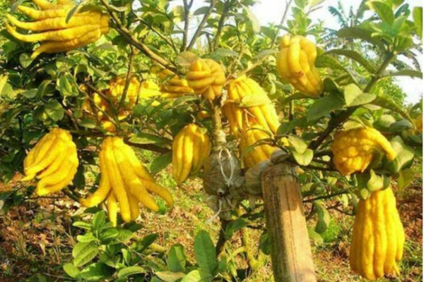 Quả phật thủ có công dụng tuyệt vời gì cho sức khỏe của bạn?-1