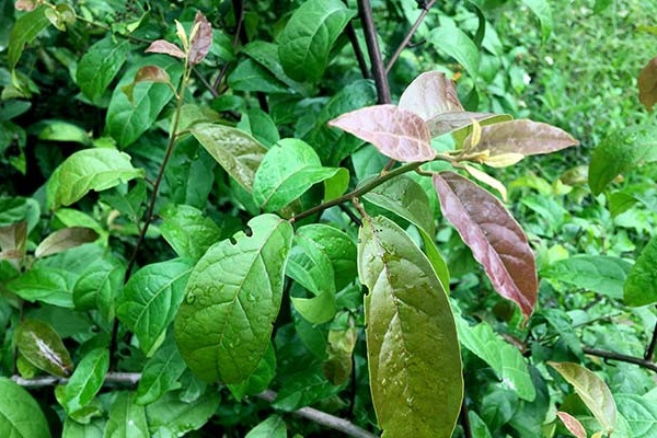 Cách dùng xạ đen thanh lọc cơ thể sau kỳ nghỉ Tết-1