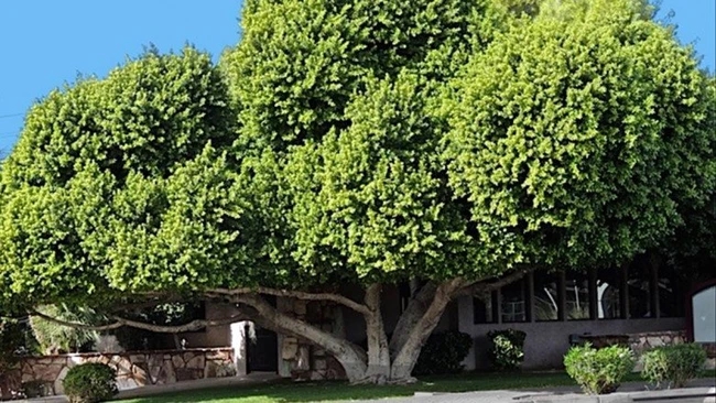 Trước nhà có 3 thứ càng to càng dễ trôi mất tài lộc, gia chủ cần khắc phục ngay-2