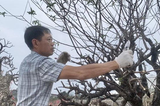 Dân buôn đào quất vừa ăn 'quả đắng' vụ Tết