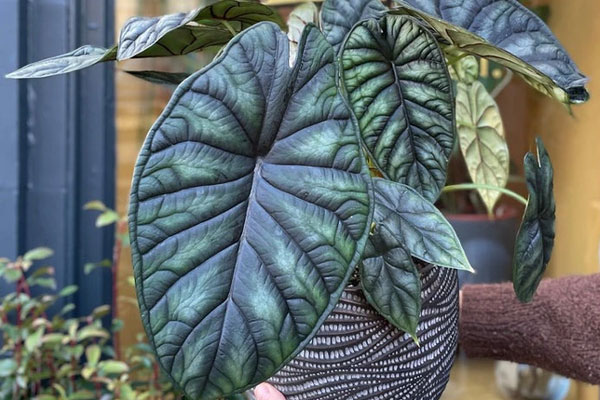 Sau Tết, 5 cây cảnh phải cạo trọc đầu, càng tàn nhẫn càng tái sinh mạnh mẽ, tươi xanh, rực rỡ-6