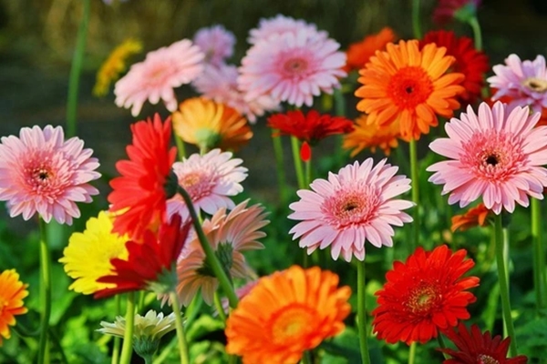 Tử vi ngày 17/2/2024: Tuổi Tỵ thành công vượt trội, tuổi Dậu lựa chọn đúng đắn-4