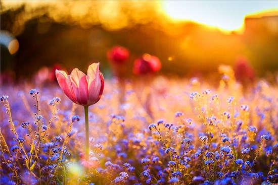 Tử vi ngày 17/2/2024: Tuổi Tỵ thành công vượt trội, tuổi Dậu lựa chọn đúng đắn