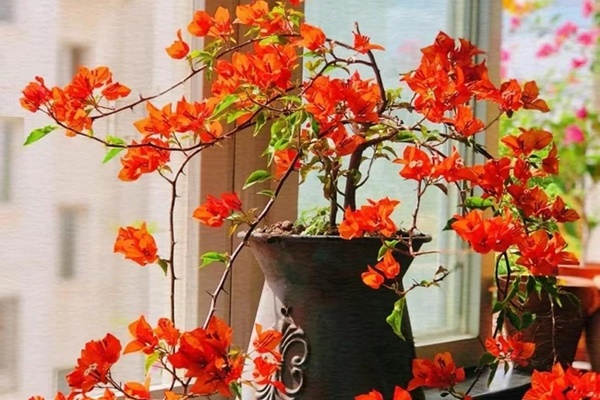 Mãn nhãn với màn trang trí cung điện dát vàng của nàng dâu hào môn Lan Khuê những ngày đón năm mới-34