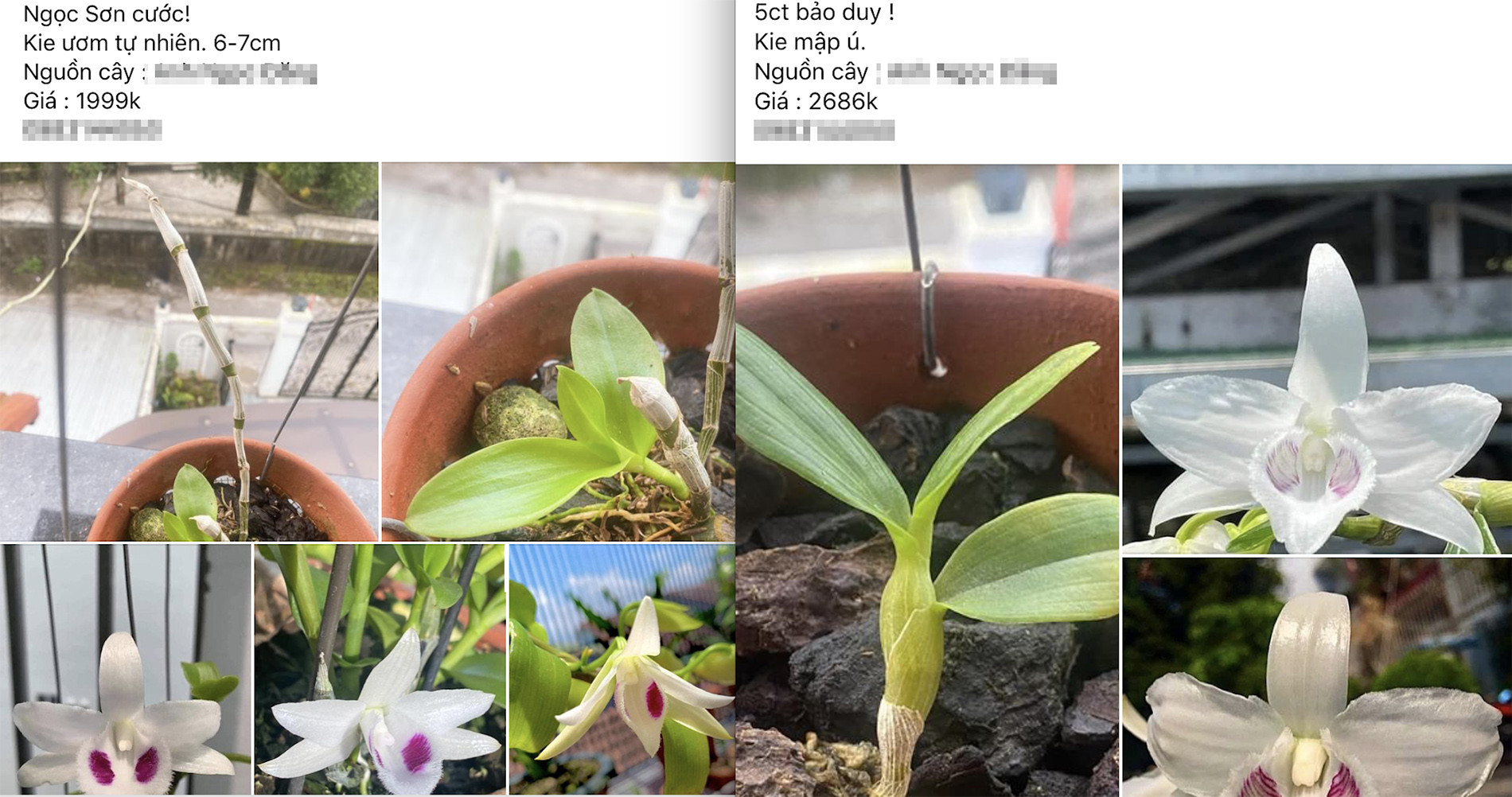 Dân chơi tiết lộ sự thật lan đột biến trăm tỷ sốt giá trở lại-1