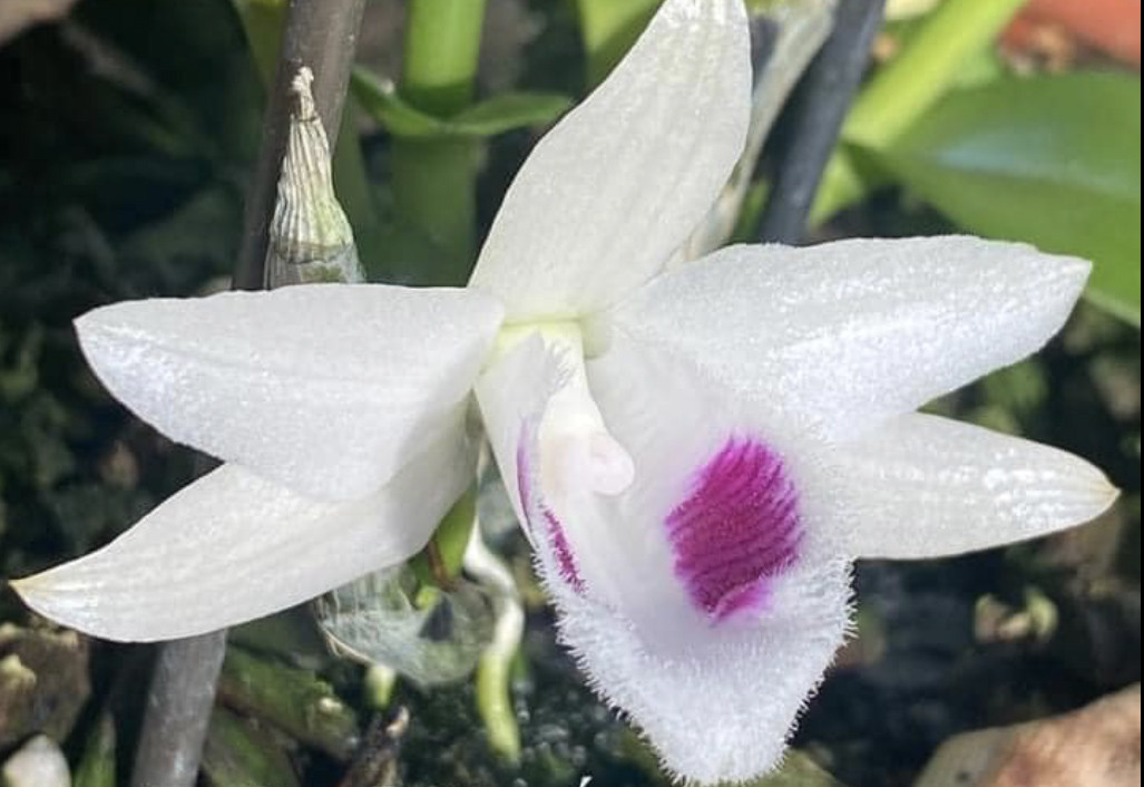 Dân chơi tiết lộ sự thật lan đột biến trăm tỷ sốt giá trở lại-2