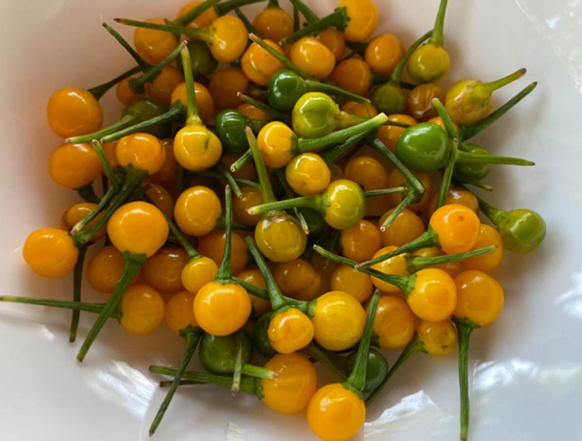 Loại ớt đắt nhất thế giới, giá nửa tỷ đồng/kg được trồng làm cảnh ở Việt Nam-2