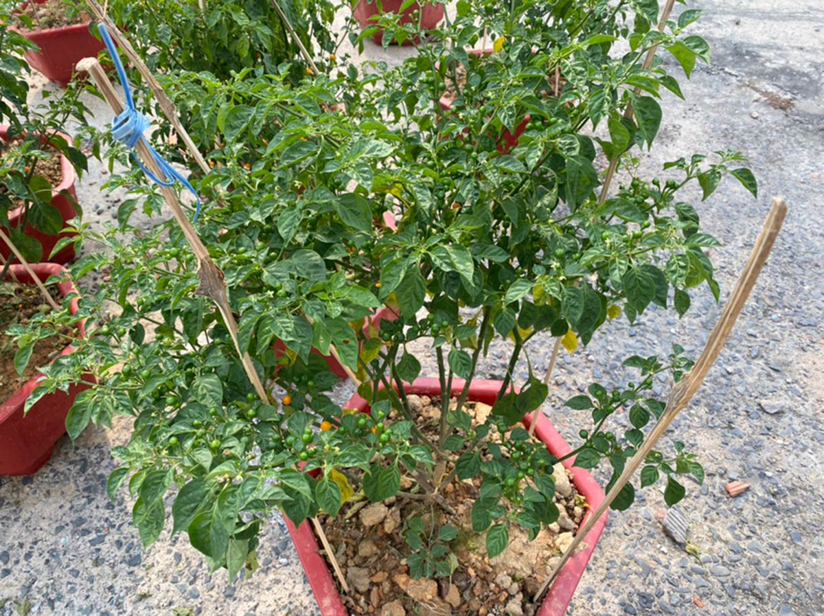 Loại ớt đắt nhất thế giới, giá nửa tỷ đồng/kg được trồng làm cảnh ở Việt Nam-3