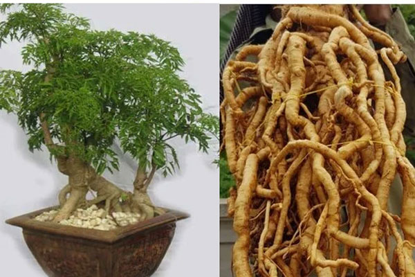 Uống nước lá ngò gai có tác dụng gì với sức khoẻ?-2