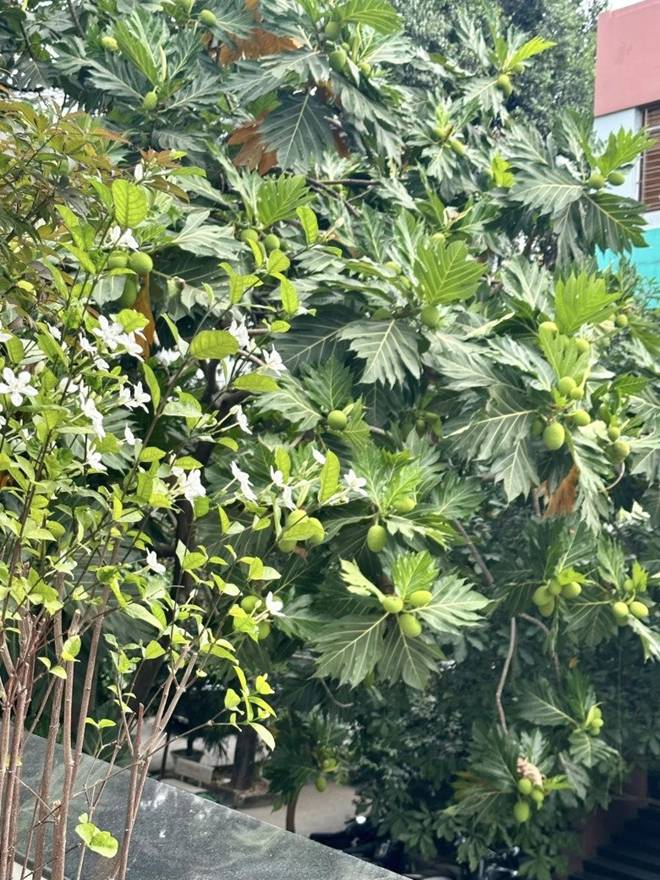 Vy Oanh khoe vườn trong biệt thự ra Tết lộc lá sum suê, hoa nở rực rỡ, cành đào đơm trái to-5