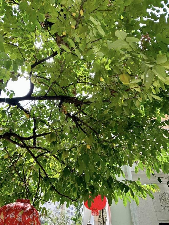 Vy Oanh khoe vườn trong biệt thự ra Tết lộc lá sum suê, hoa nở rực rỡ, cành đào đơm trái to-6