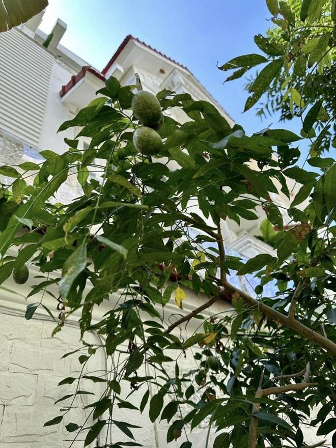 Vy Oanh khoe vườn trong biệt thự ra Tết lộc lá sum suê, hoa nở rực rỡ, cành đào đơm trái to-7