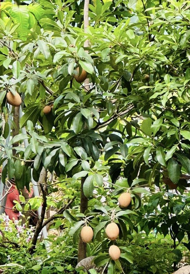 Vy Oanh khoe vườn trong biệt thự ra Tết lộc lá sum suê, hoa nở rực rỡ, cành đào đơm trái to-8