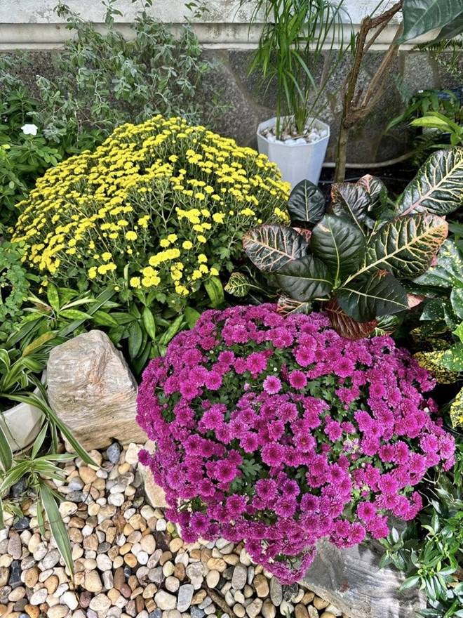 Vy Oanh khoe vườn trong biệt thự ra Tết lộc lá sum suê, hoa nở rực rỡ, cành đào đơm trái to-10