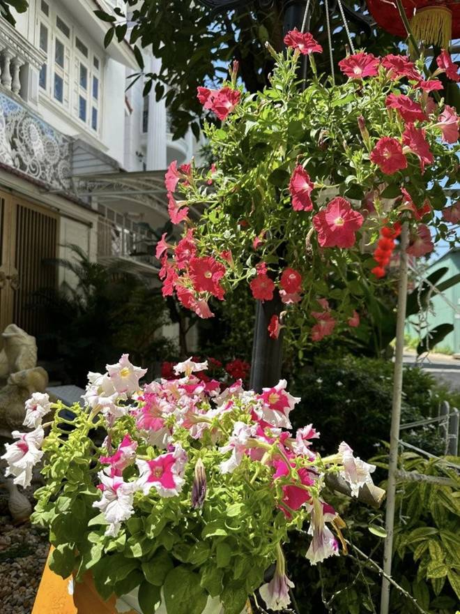 Vy Oanh khoe vườn trong biệt thự ra Tết lộc lá sum suê, hoa nở rực rỡ, cành đào đơm trái to-11