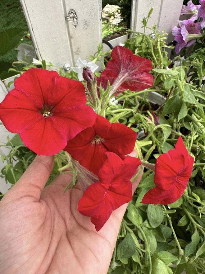 Vy Oanh khoe vườn trong biệt thự ra Tết lộc lá sum suê, hoa nở rực rỡ, cành đào đơm trái to-12