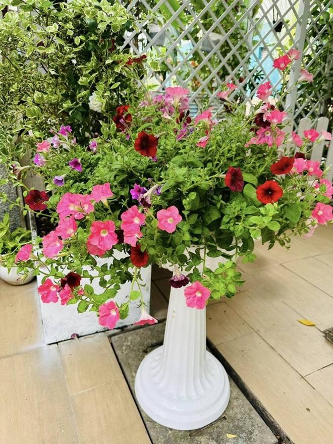 Vy Oanh khoe vườn trong biệt thự ra Tết lộc lá sum suê, hoa nở rực rỡ, cành đào đơm trái to-15