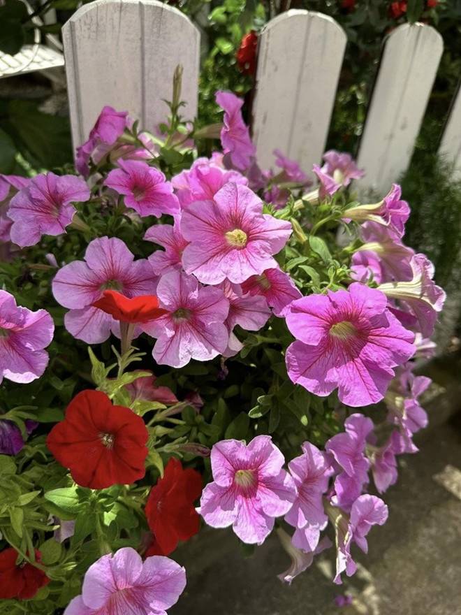 Vy Oanh khoe vườn trong biệt thự ra Tết lộc lá sum suê, hoa nở rực rỡ, cành đào đơm trái to-13