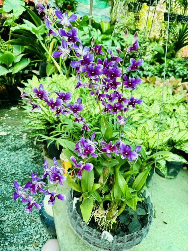 Vy Oanh khoe vườn trong biệt thự ra Tết lộc lá sum suê, hoa nở rực rỡ, cành đào đơm trái to-18