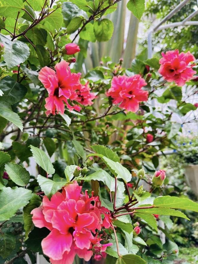 Vy Oanh khoe vườn trong biệt thự ra Tết lộc lá sum suê, hoa nở rực rỡ, cành đào đơm trái to-19