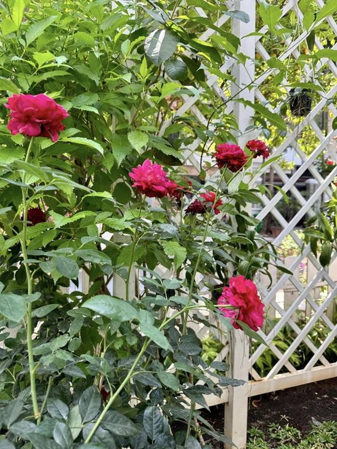 Vy Oanh khoe vườn trong biệt thự ra Tết lộc lá sum suê, hoa nở rực rỡ, cành đào đơm trái to-20