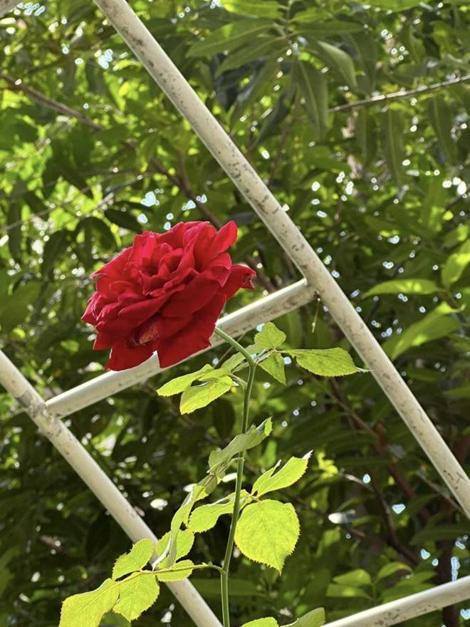 Vy Oanh khoe vườn trong biệt thự ra Tết lộc lá sum suê, hoa nở rực rỡ, cành đào đơm trái to-21