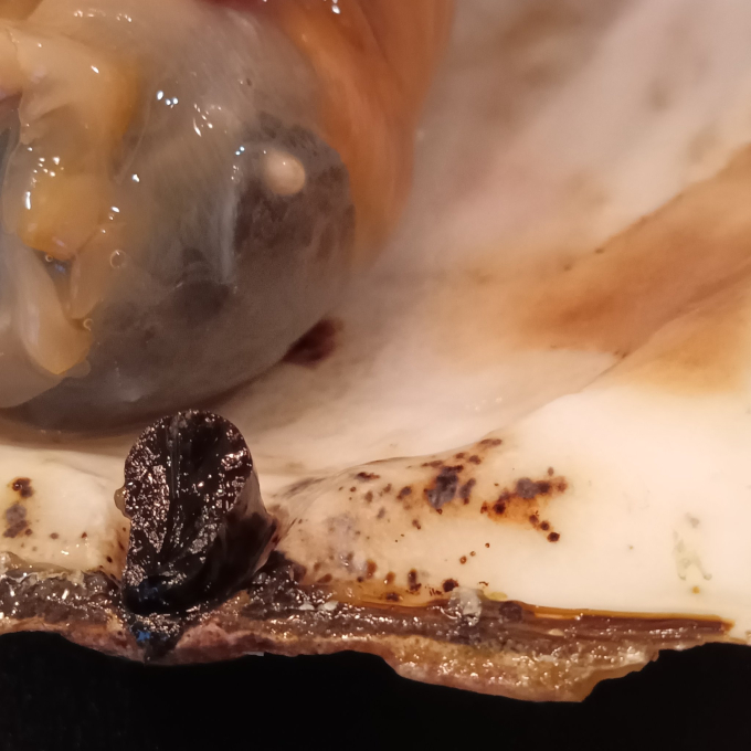 Mua đồ giảm giá ở siêu thị về nhà bỗng thành triệu phú, anh chàng khiến dân mạng trầm trồ xin vía khi hé lộ kho báu bất ngờ-2