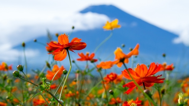 Tử vi ngày 19/2/2024: Tuổi Tý tương lai rộng mở, tuổi Dần được đánh giá cao-3