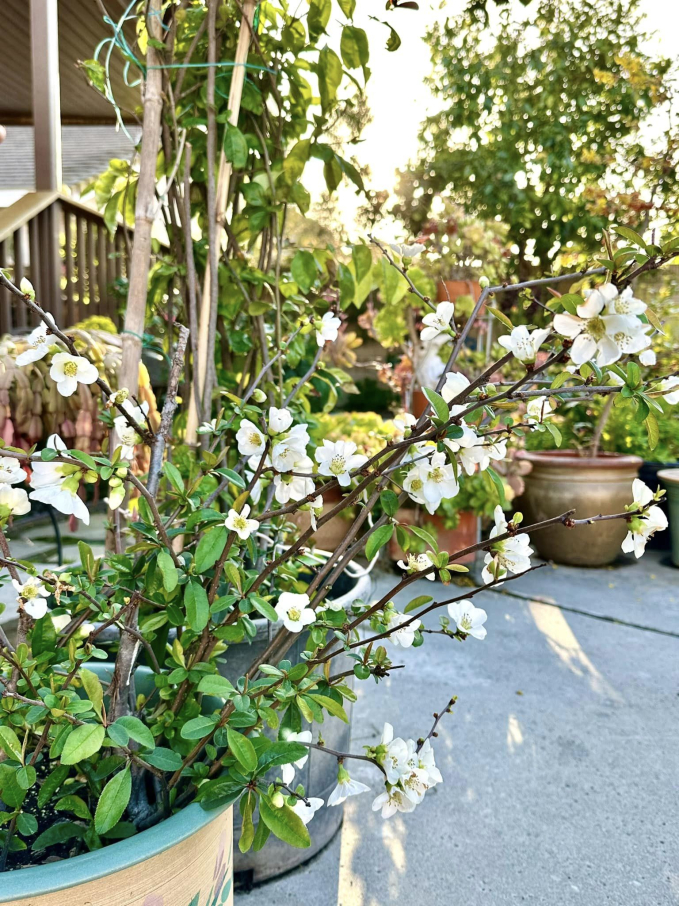 Biệt thự ở Mỹ của phú bà” phim Mai - Hồng Đào: Hoa lá ngập tràn như resort, chụp vu vơ cũng có cả tá ảnh sống ảo-5