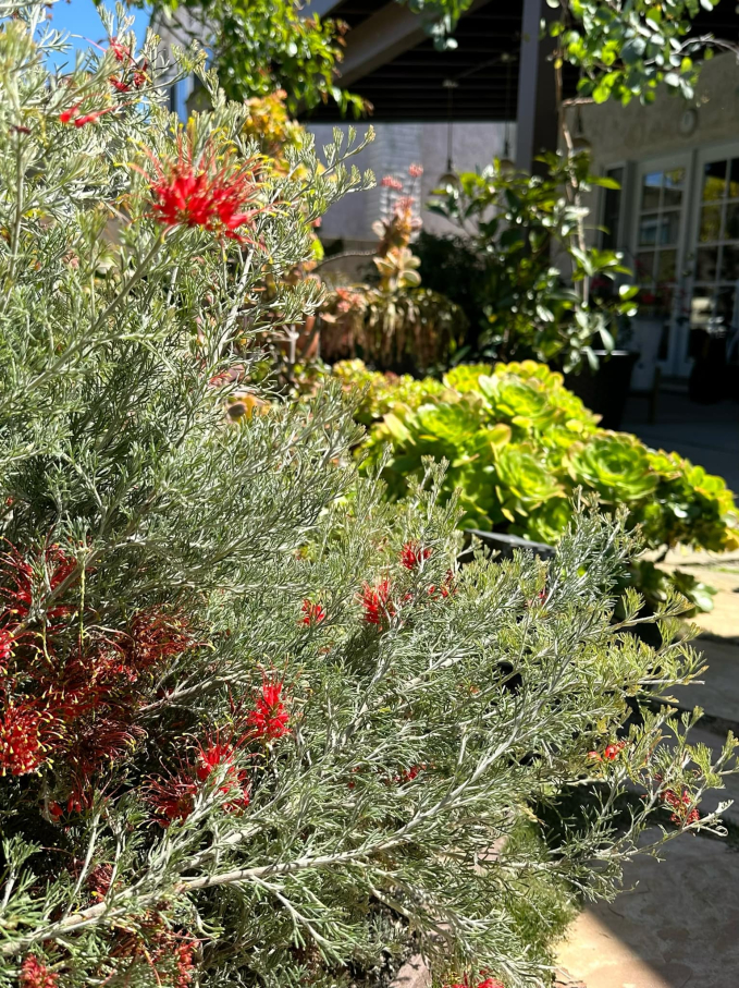 Biệt thự ở Mỹ của phú bà” phim Mai - Hồng Đào: Hoa lá ngập tràn như resort, chụp vu vơ cũng có cả tá ảnh sống ảo-6