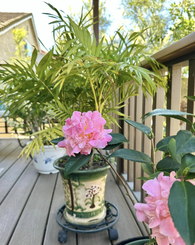 Biệt thự ở Mỹ của phú bà” phim Mai - Hồng Đào: Hoa lá ngập tràn như resort, chụp vu vơ cũng có cả tá ảnh sống ảo-7